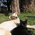 el gato y el perro...¿amigos?