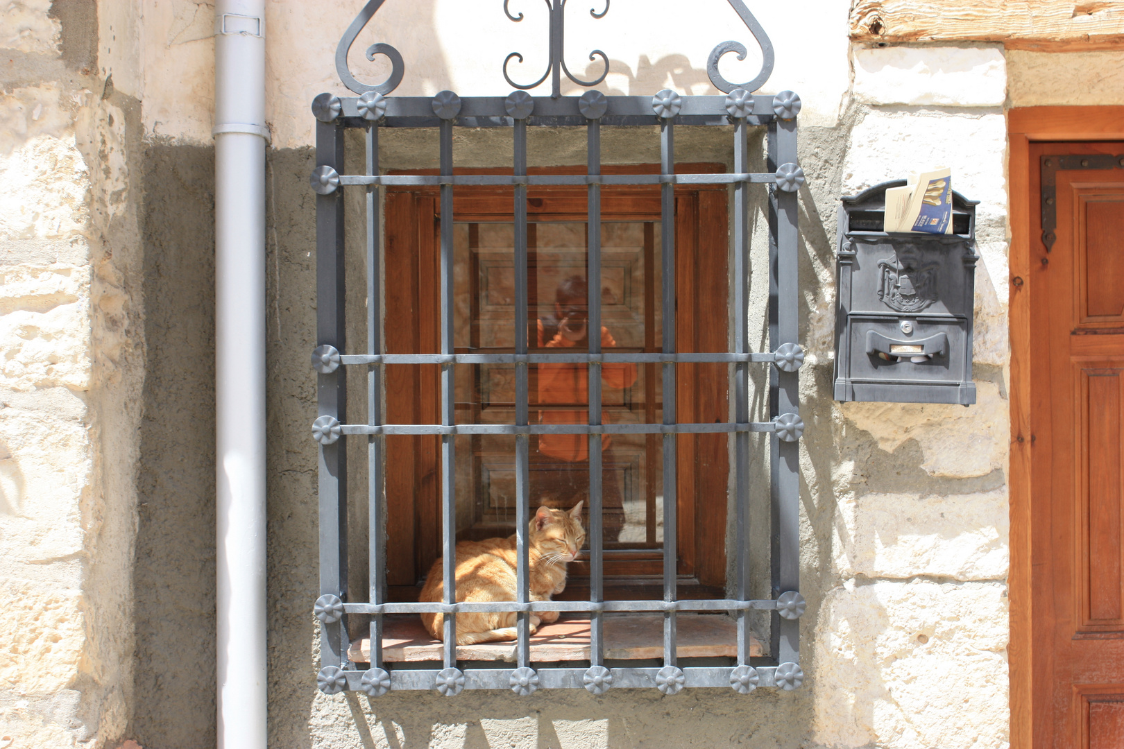 el gato y la fotografa