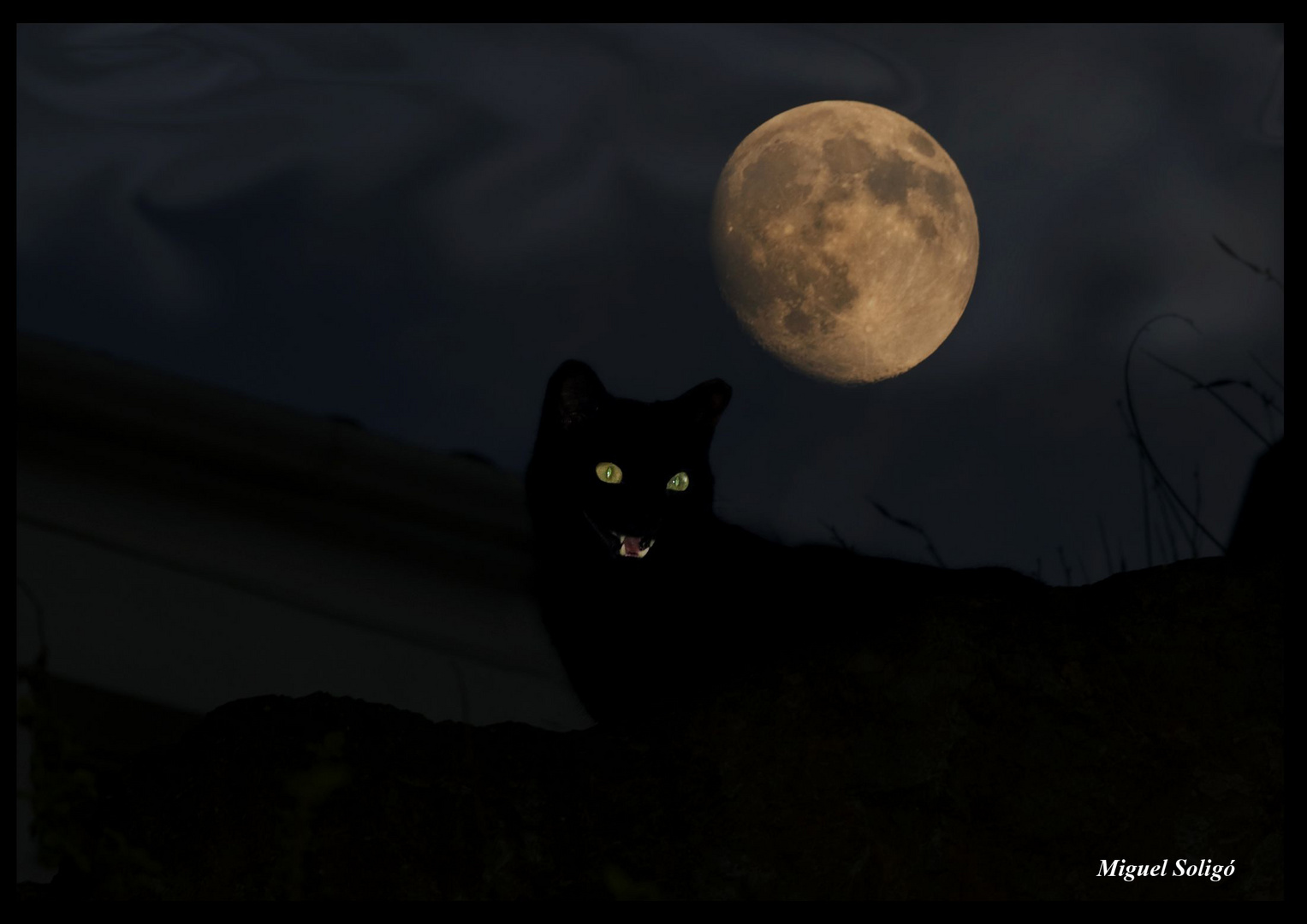 El gato y la luna de Palamos