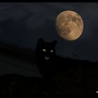 El gato y la luna de Palamos