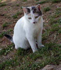 El gato y la salamandra: la consternación