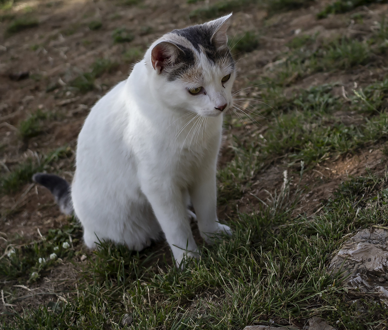 El gato y la salamandra: la desilusión...