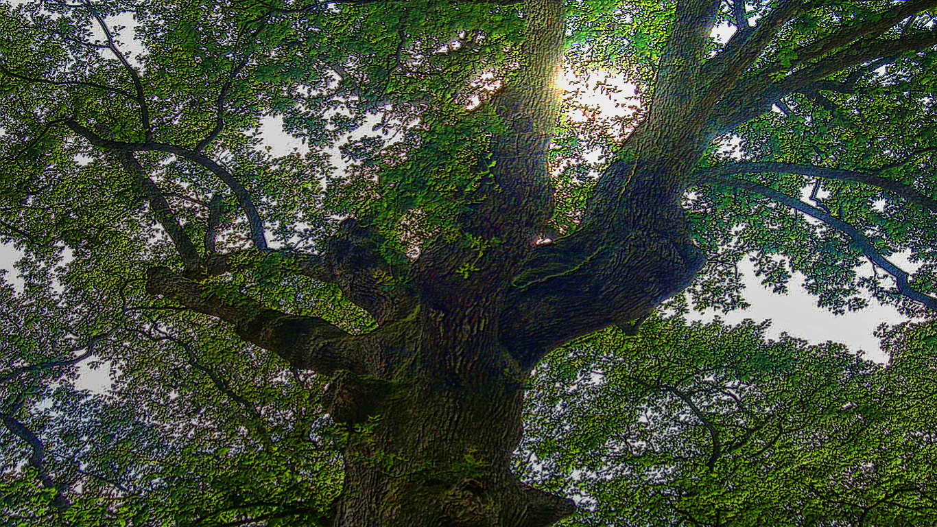 El gigante del bosque Navarro