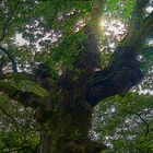 El gigante del bosque Navarro