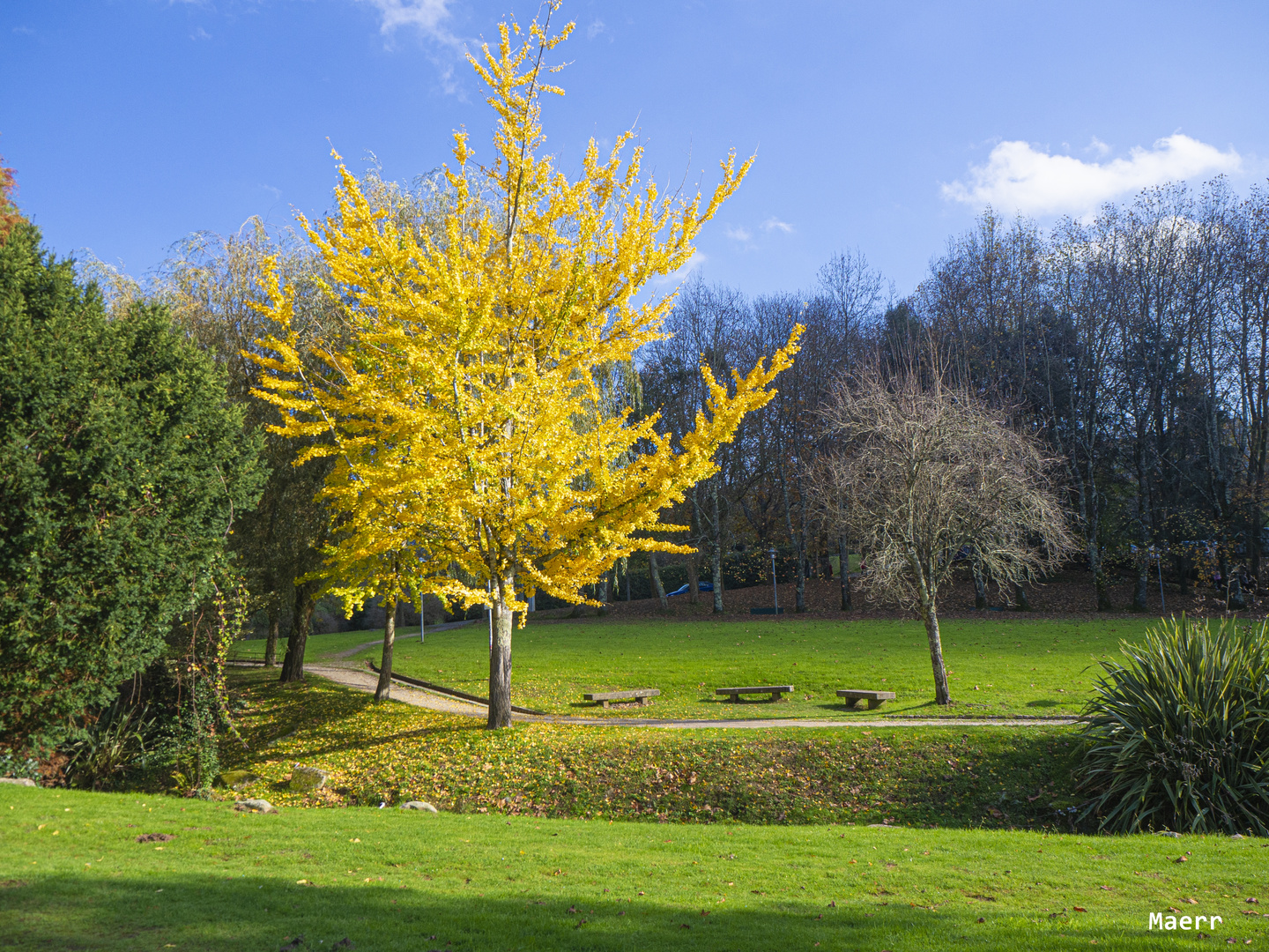 El Ginkgo Biloba con su vestido otoñal.