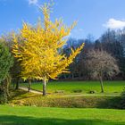 El Ginkgo Biloba con su vestido otoñal.