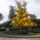 El Ginkgo biloba del Campus Universitario.