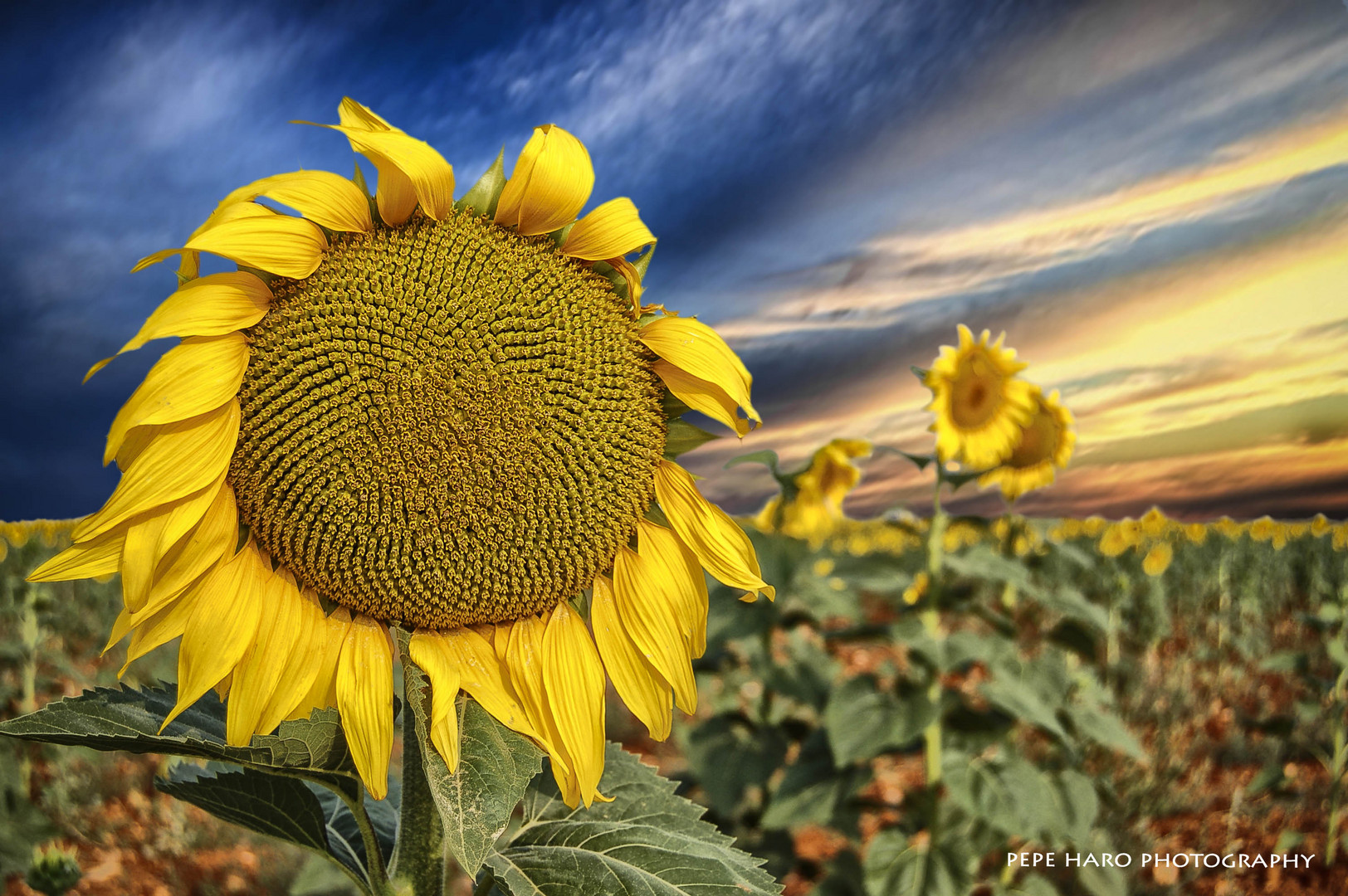 El girasol.