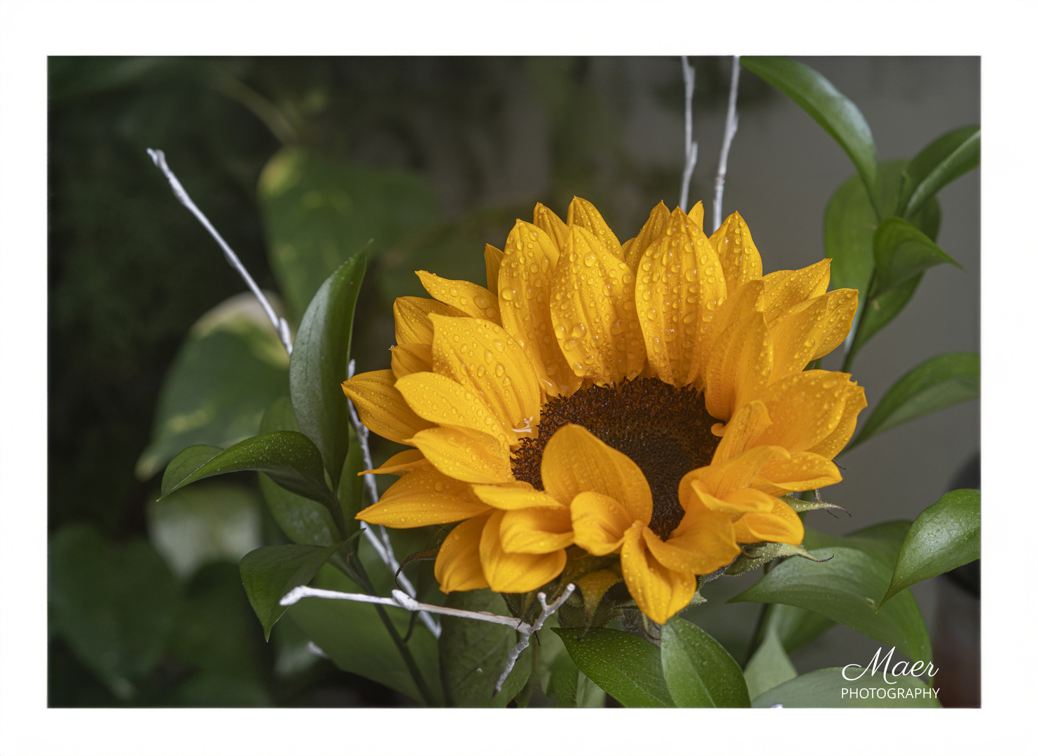 El Girasol.