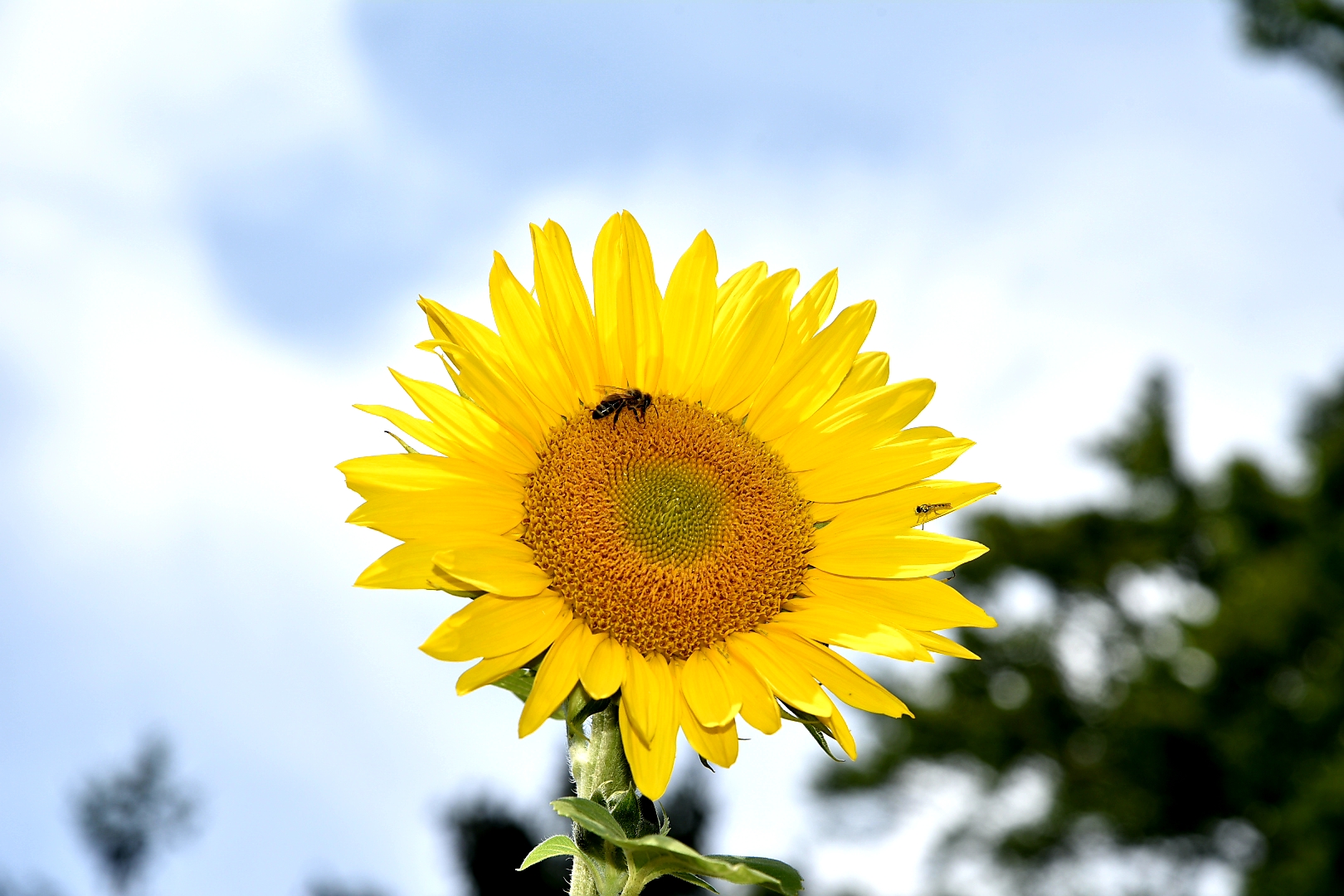 El girasol 