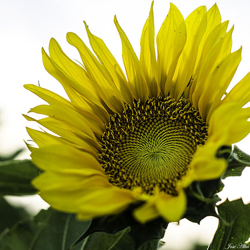 El girasol