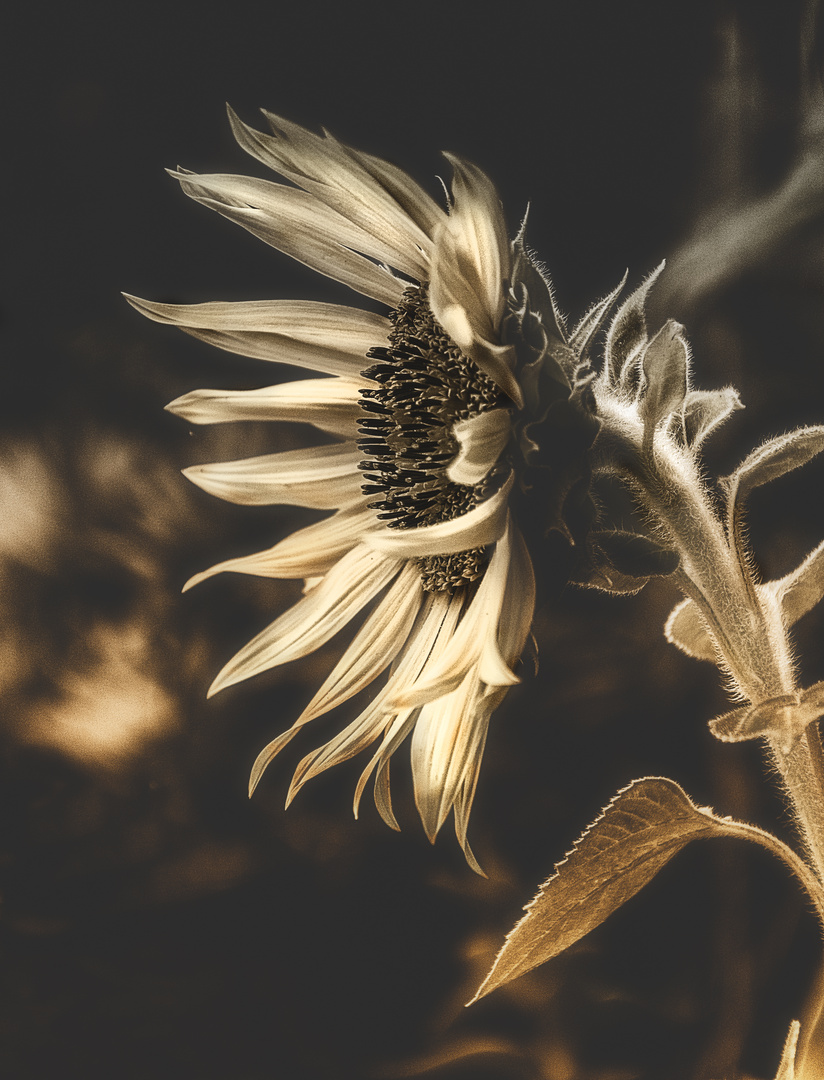 El girasol