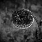 El girasol va deixar de mirar al sol 