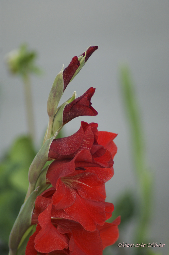 ...el gladiolo rojo 4...