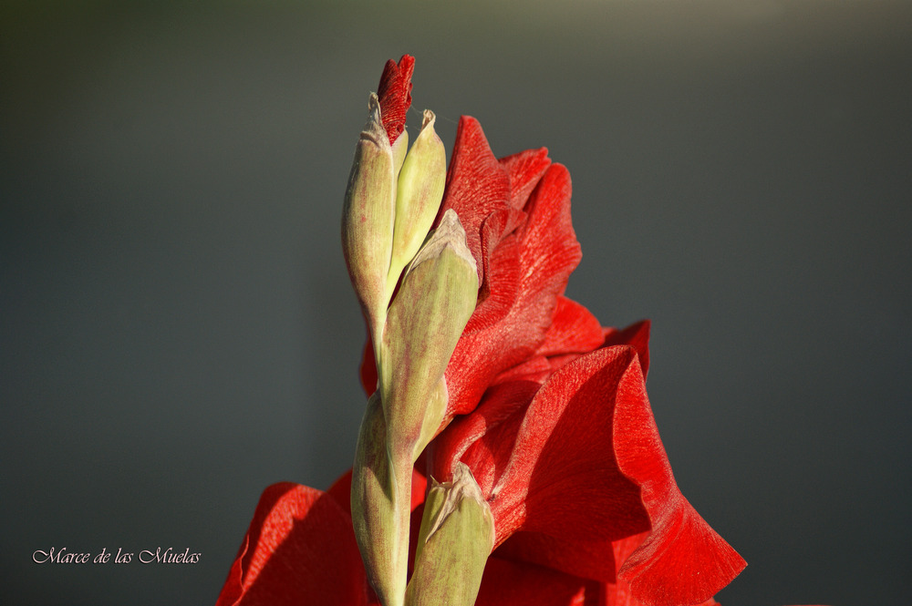 ...el gladiolo rojo...