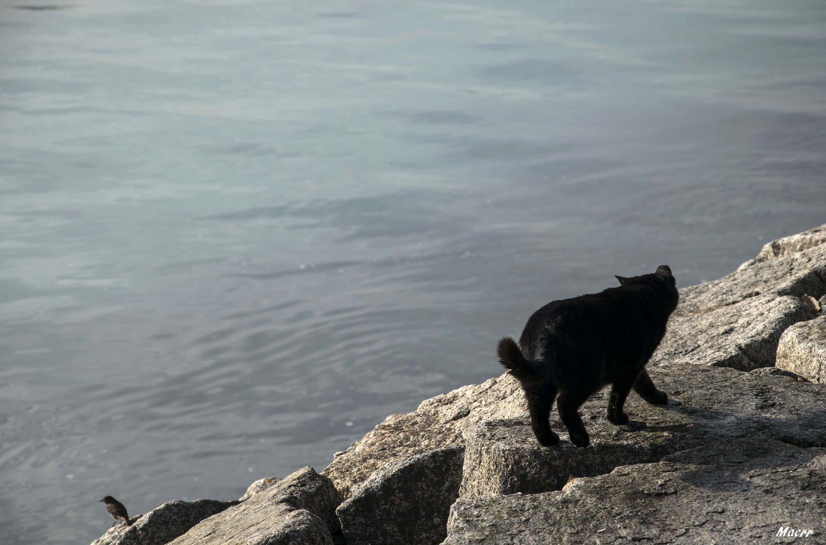 El gorrión y el gato