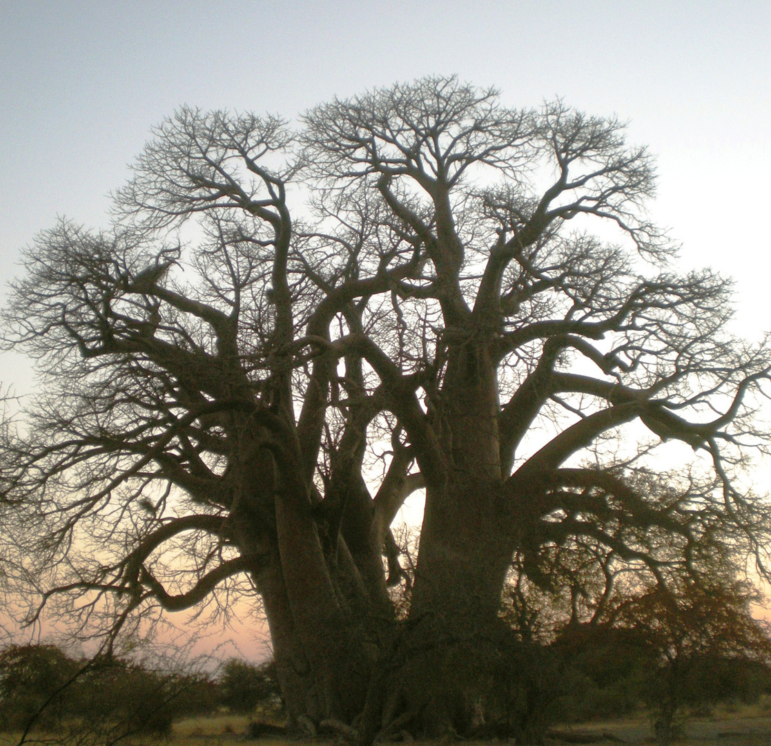 EL GRAN BAOBAB AFRICÁNO