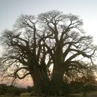 EL GRAN BAOBAB AFRICÁNO