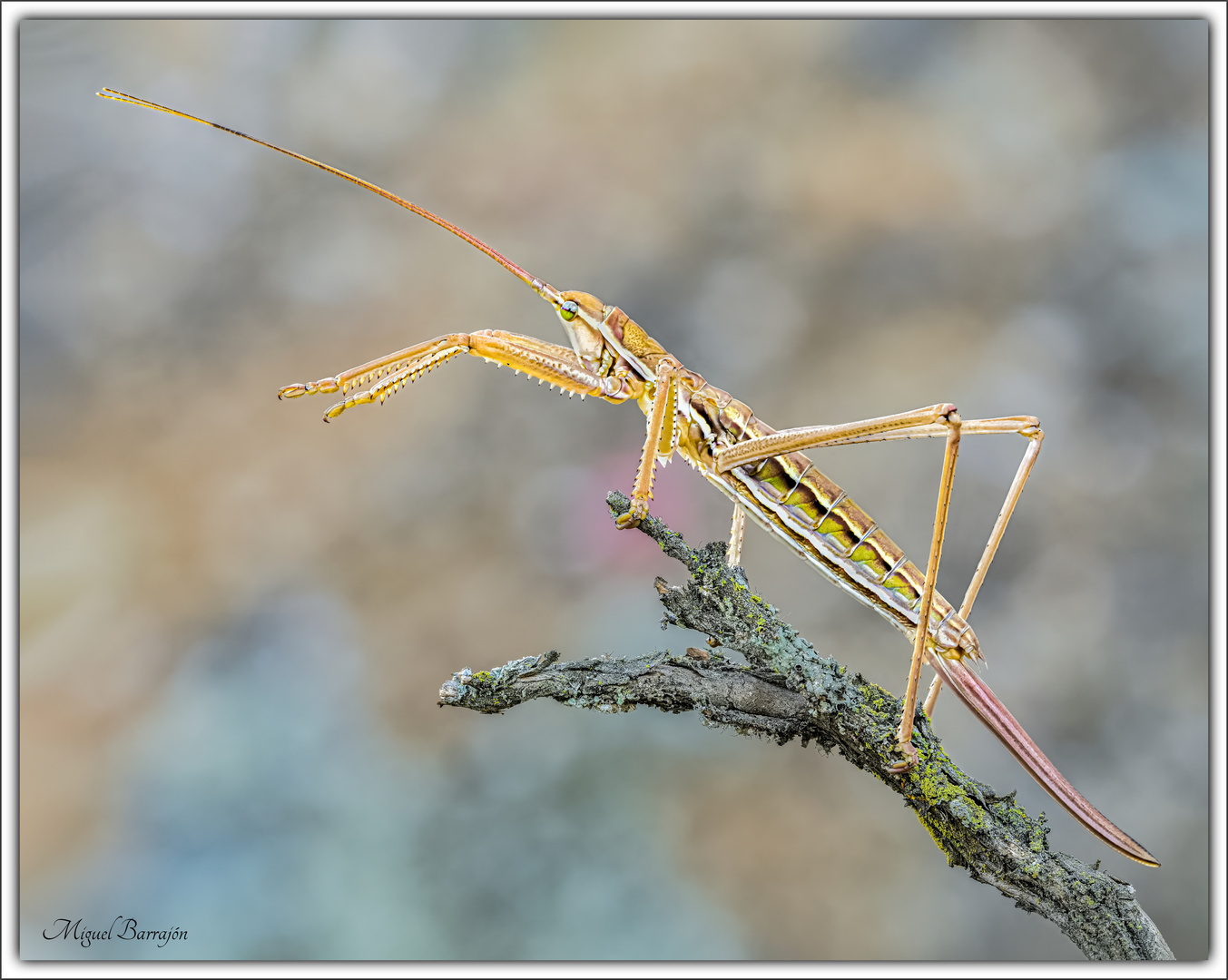 El gran saltamontes (Saga pedo)