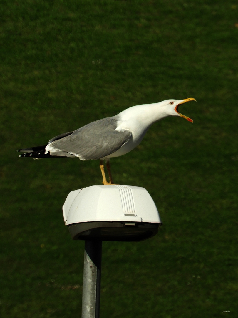 EL GRiTo de la GaVioTa