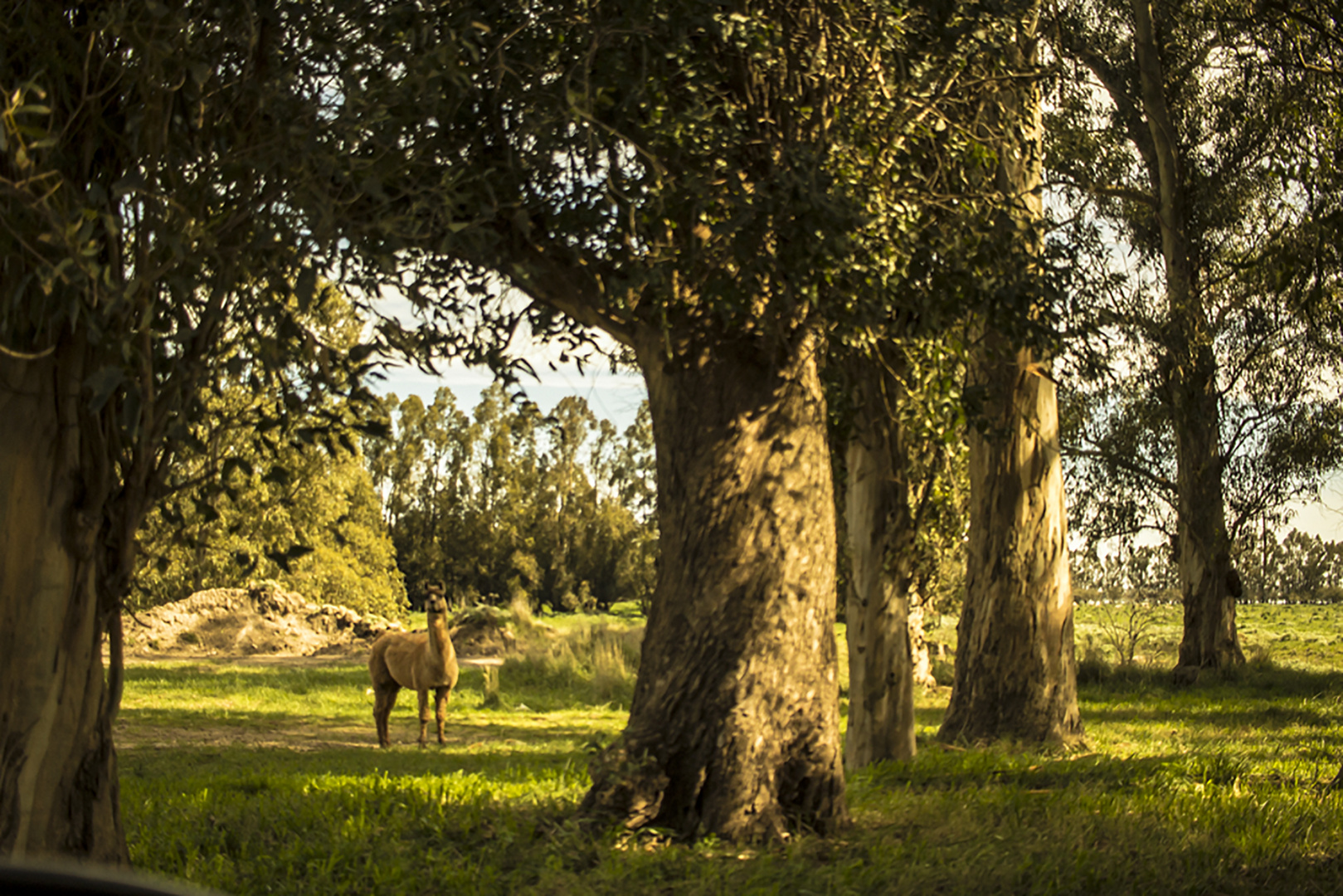 El guanaco