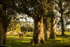 El guanaco