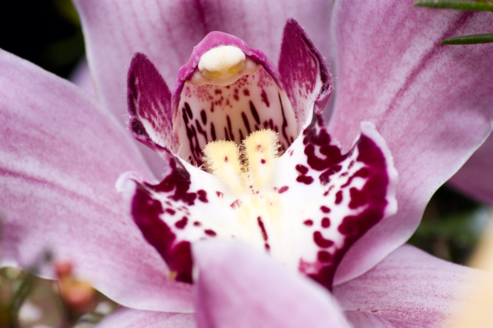 El guardian de las flores 3