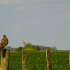 El guardián del campo (Chimango)