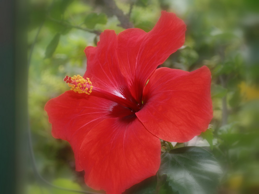 El Hibisco von Petra Muehlbauer 