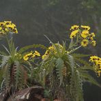 El Hierro Distel