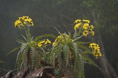 El Hierro Distel