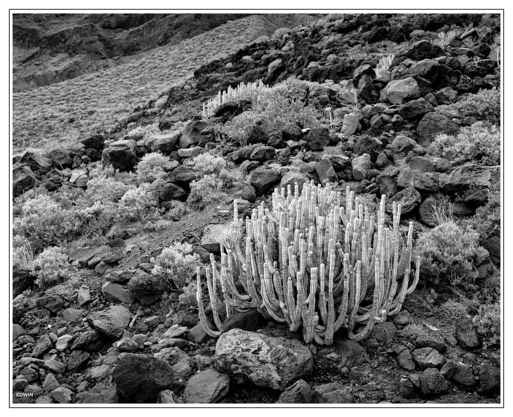 El Hierro-Fotoscan-024