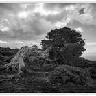 El Hierro-Fotoscan-030