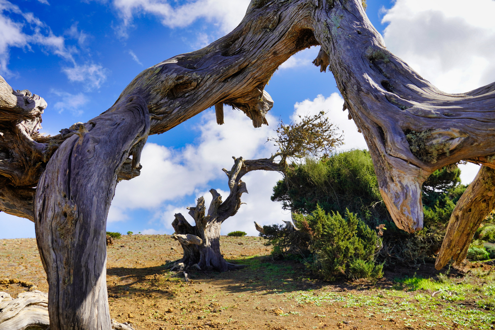 El Hierro liegender Baum