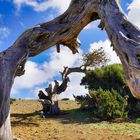 El Hierro liegender Baum