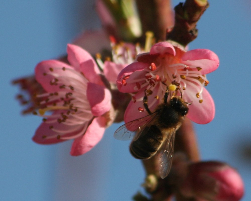 El inicio de la Primavera de Silvia Macías 