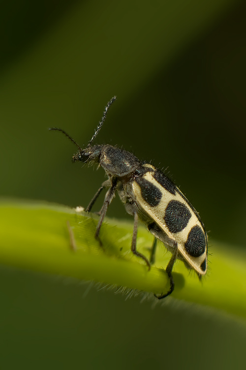 El insecto que quería ser vaca