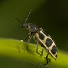 El insecto que quería ser vaca