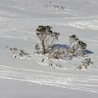 El invierno, Blanco y negro..