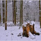 el invierno ha vuelto (der Winter ist zurückgekommen)