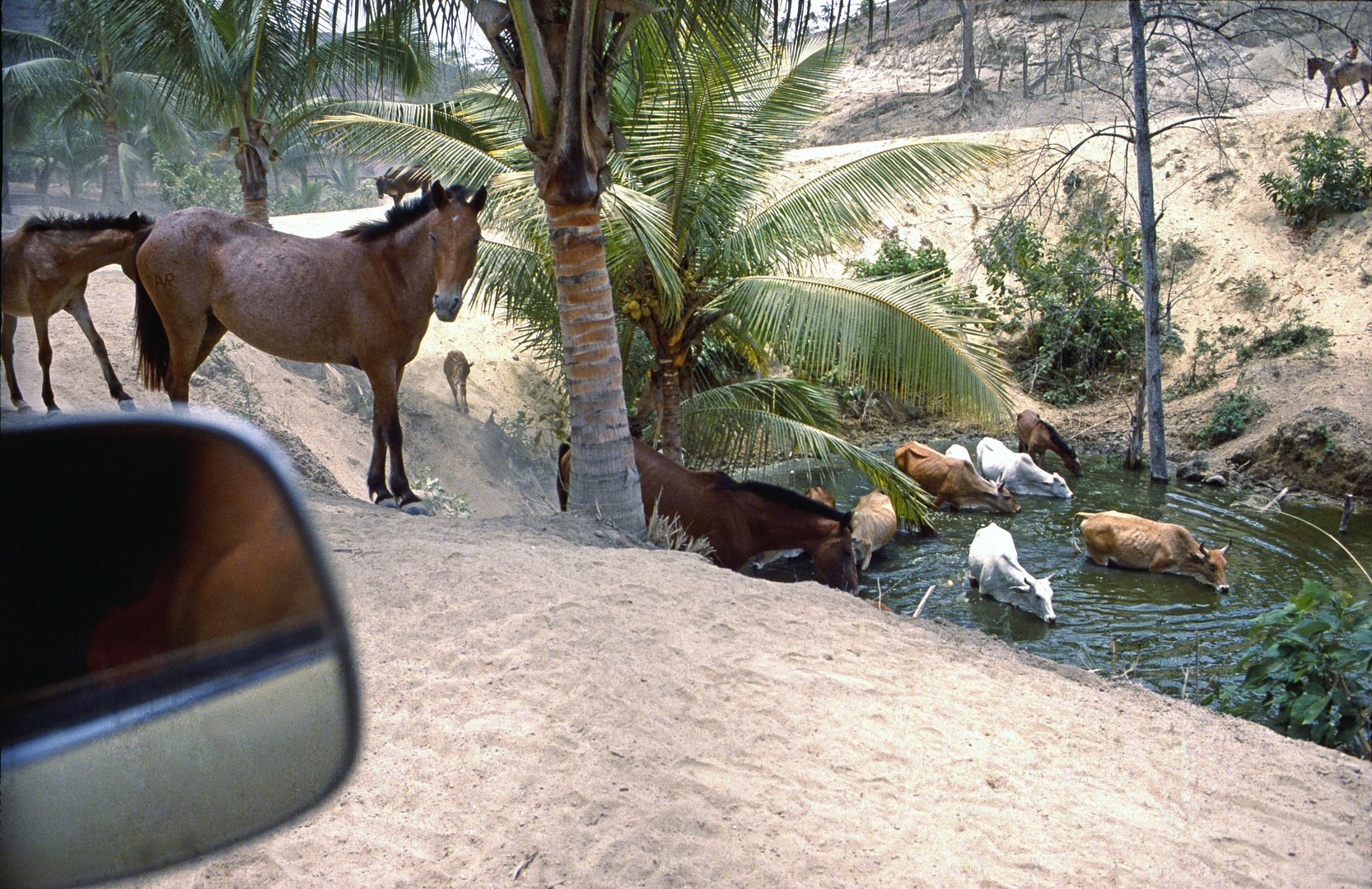 El jagüey en Manabí