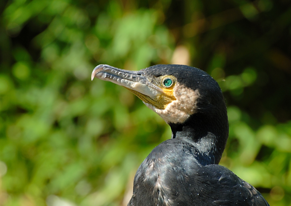 El Kormoran