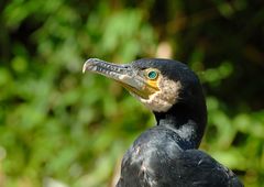 El Kormoran