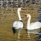 El Lago de los Cisnes