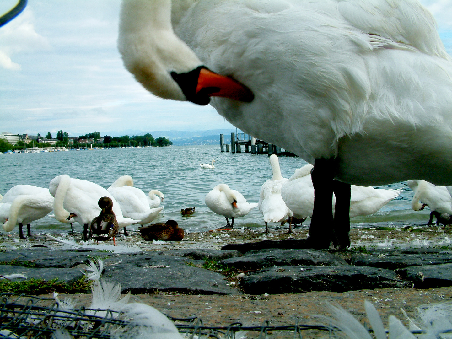 El lago de los cisnes