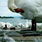 El lago de los cisnes