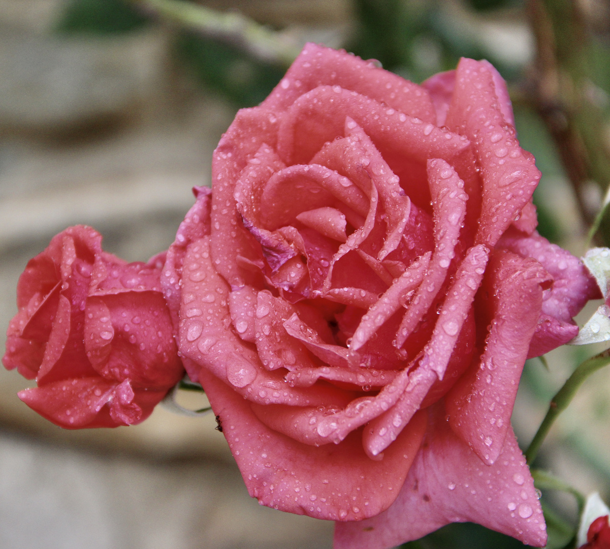  El Lenguaje de las flores