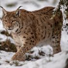 el lince