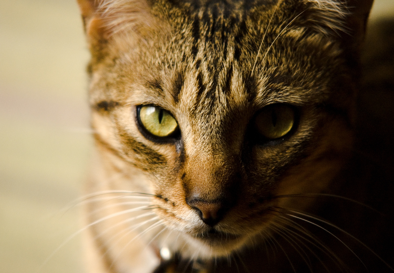 El lince Ramón desafiante