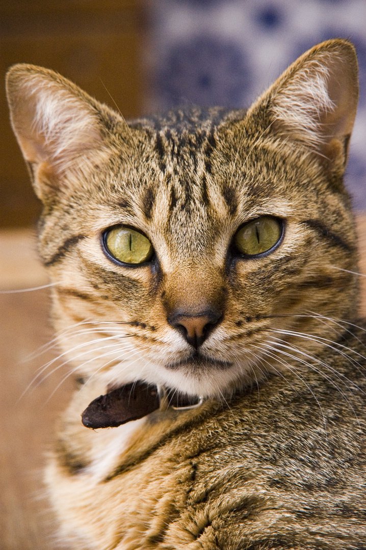 El lince Ramón posando ante las cámaras